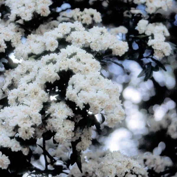Crataegus laevigata 'Plena' – Tweestijlige meidoorn (cv)