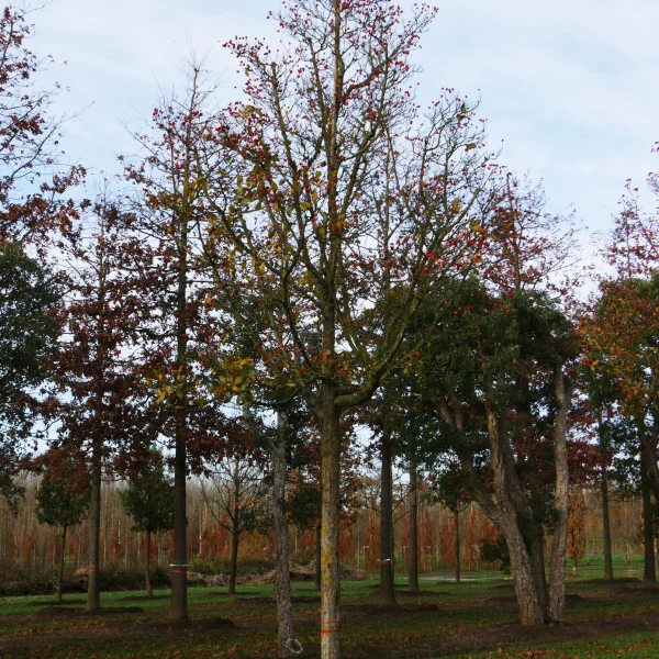 Crataegus ×lavalleei – Bastaard hanespoordoorn