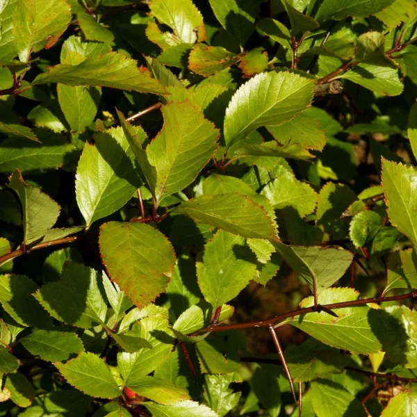 Crataegus ×persimilis – Pruimbladige meidoorn