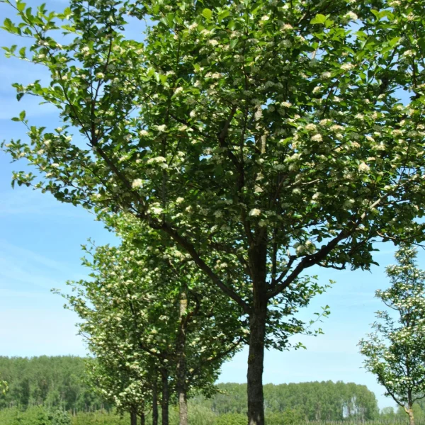 Crataegus ×persimilis 'Splendens' – Pruimbladige meidoorn (cv)