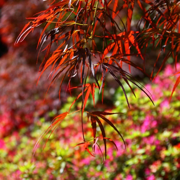 Acer palmatum 'Atrolineare' – Japanse esdoorn (cv)