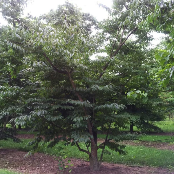 Diospyros virginiana – Virginische dadelpruim