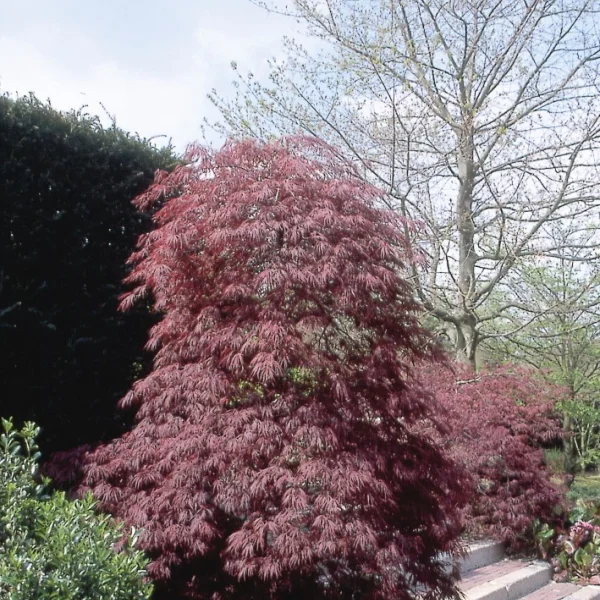 Acer palmatum 'Crimson Queen' – Japanse esdoorn (cv)