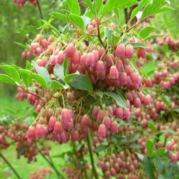 Enkianthus campanulatus – Pronkklokje