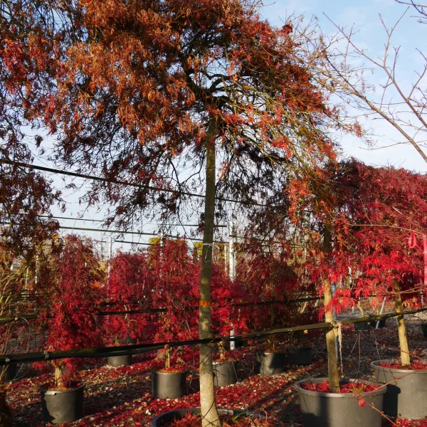 Acer palmatum 'Dissectum Sergo' – Japanse esdoorn (cv)