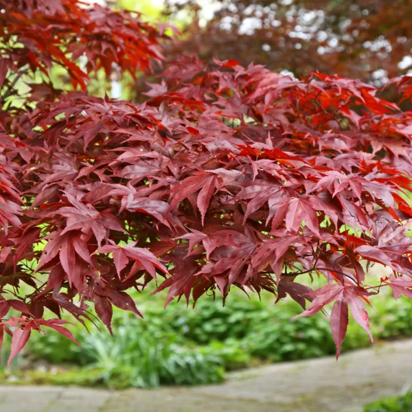 Acer palmatum 'Fireglow' – Japanse esdoorn (cv)