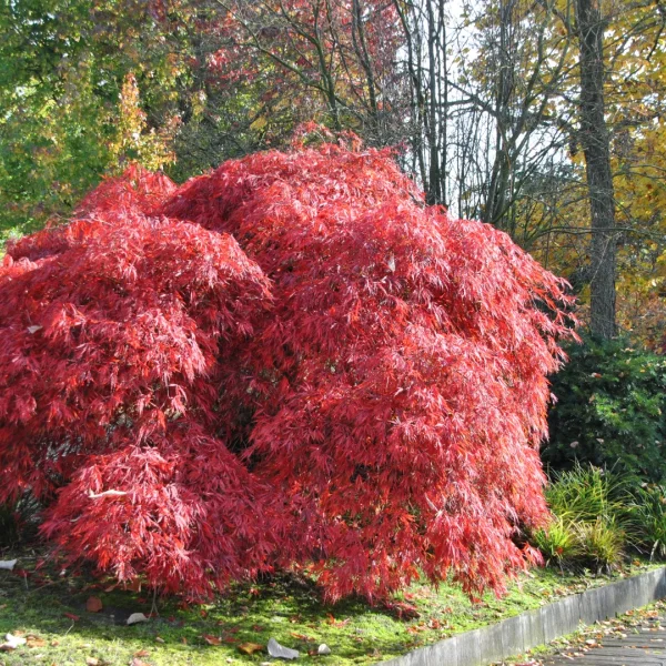 Acer palmatum 'Garnet' – Japanse esdoorn (cv)