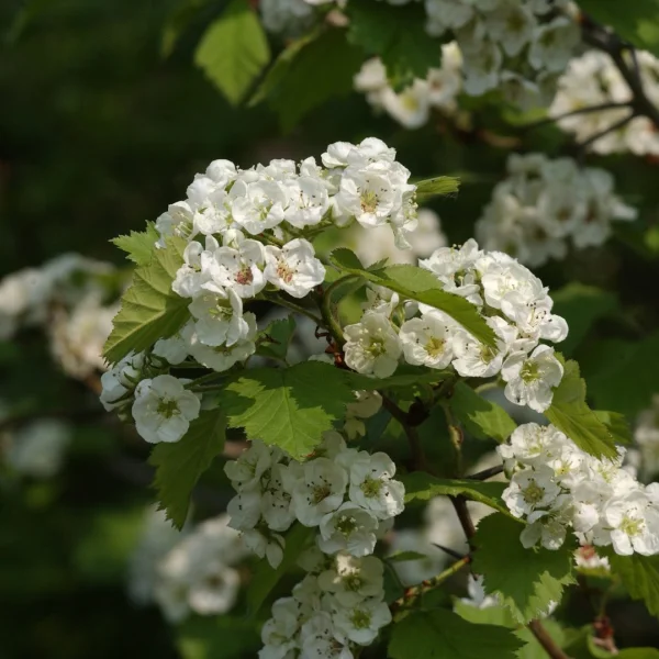 Crataegus coccinea – Scharlaken meidoorn