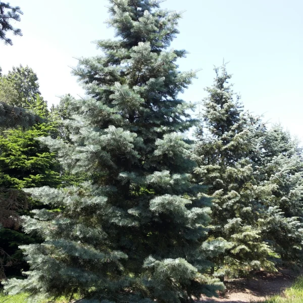 Abies concolor – Colorado zilverspar