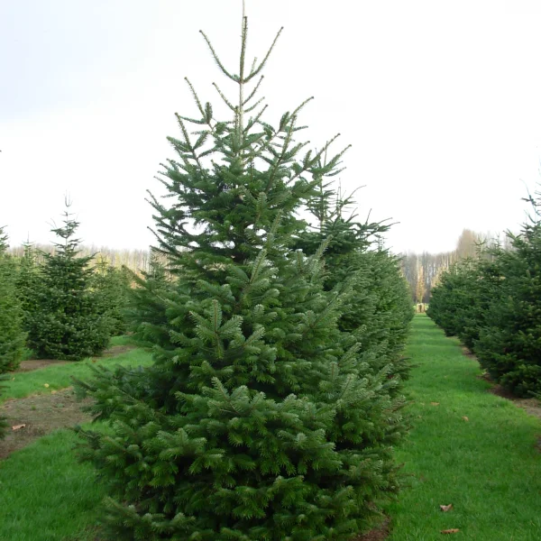 Abies nordmanniana – Nordmannspar