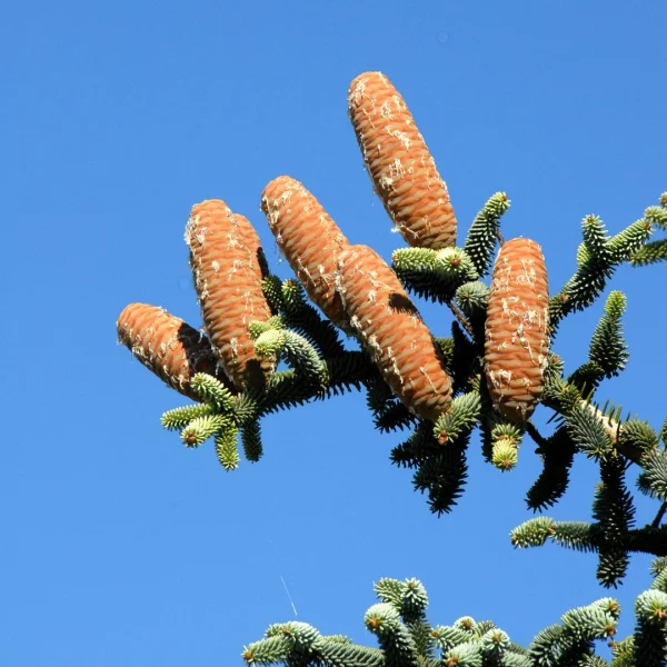 Abies pinsapo – Spaanse den
