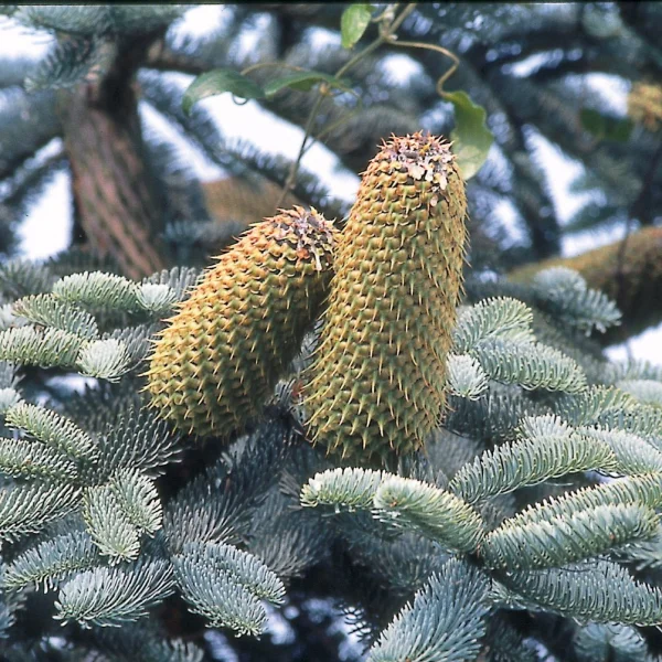 Abies procera 'Glauca' – Edelzilverspar (cv)
