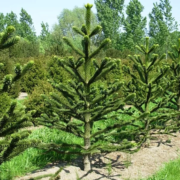Araucaria araucana – Apenboom, Slangenden