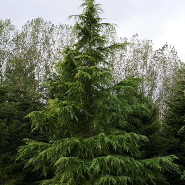 Cedrus deodara 'Aurea' – Himalayaceder (cv)
