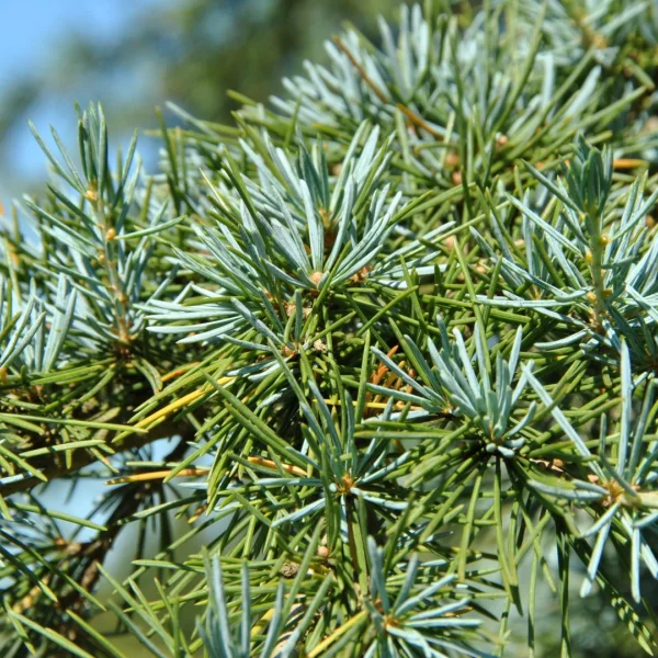 Cedrus deodara 'Karl Fuchs' – Himalayaceder (cv)