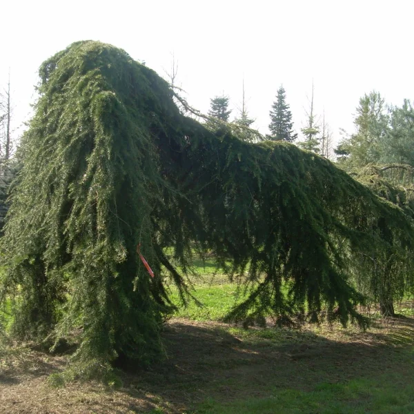 Cedrus deodara 'Pendula' – Treurende Himalayaceder