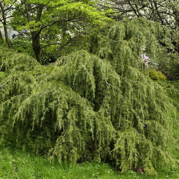 Cedrus deodara 'Robusta' – Himalayaceder (cv)
