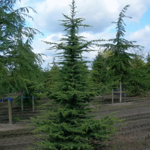 Cedrus libani – Libanonceder