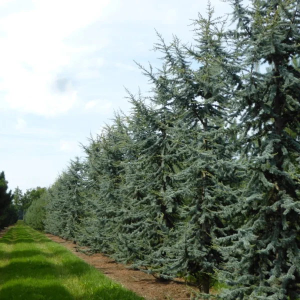 Cedrus libani 'Glauca' – Blauwe ceder