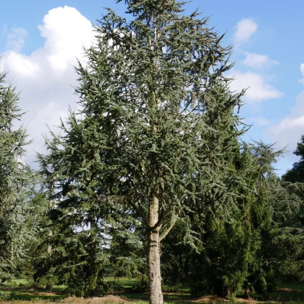 Cedrus libani 'Glauca Fastigiata'