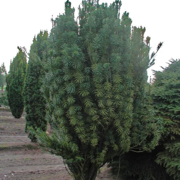 Cephalotaxus harringtonii 'Fastigiata' – Knoptaxus