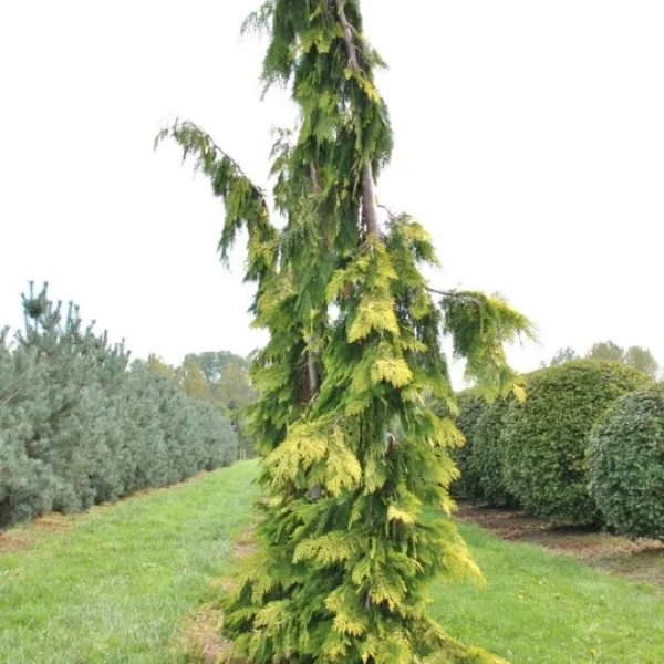 Chamaecyparis lawsoniana 'Filip's Golden Tears' – Californische cypres (cv)