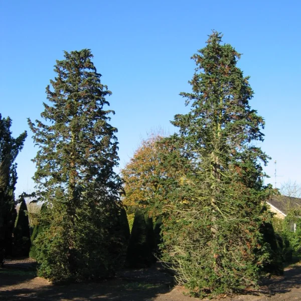Chamaecyparis lawsoniana 'Wisselii'