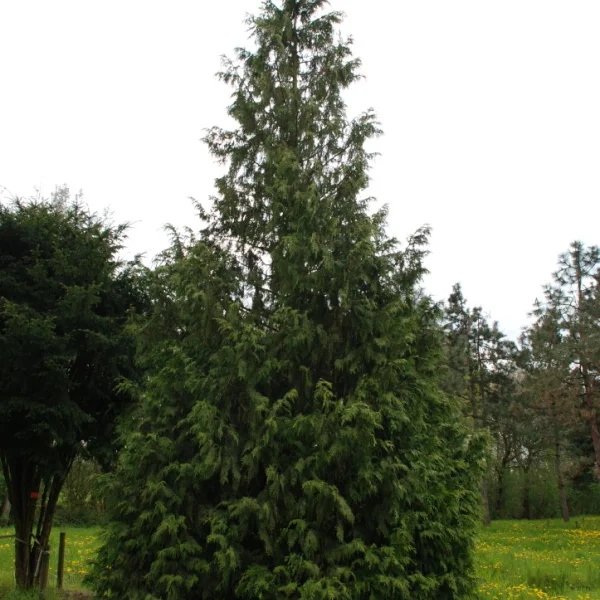 Chamaecyparis nootkatensis 'Aurea' – Nootka-cipres (cv)