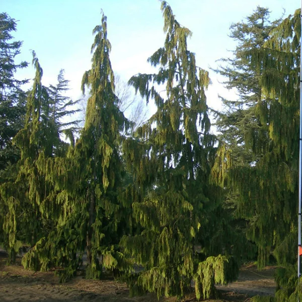 Chamaecyparis nootkatensis 'Pendula' – Treurcipres (cv)