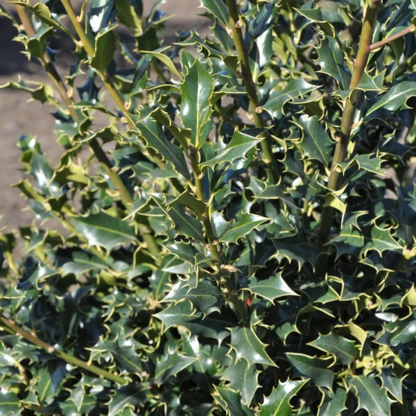 Ilex aquifolium 'Alaska' – Scherpe hulst (cv)