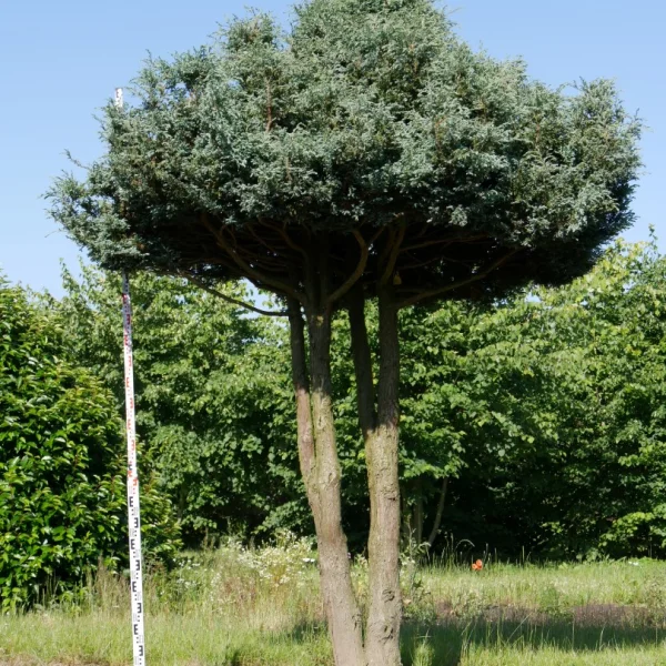 Chamaecyparis pisifera 'Boulevard' – Japanse cipres (cv)