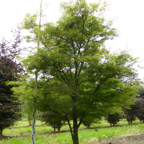 Acer palmatum 'Linearilobum' – Japanse esdoorn (cv)