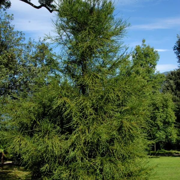 Cryptomeria japonica 'Araucarioides' – Japanse cypres (cv)