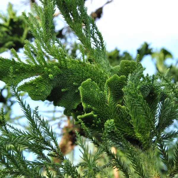 Cryptomeria japonica 'Cristata' – Japanse cypres (cv)