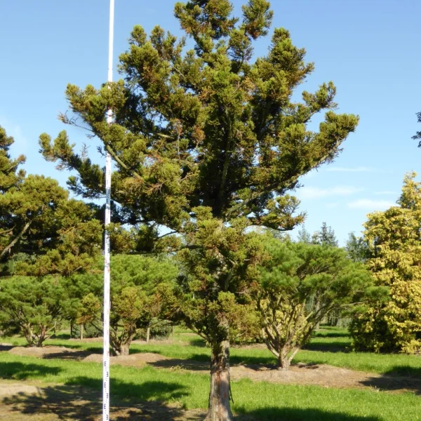Cryptomeria japonica 'Jindai' – Japanse cypres (cv)