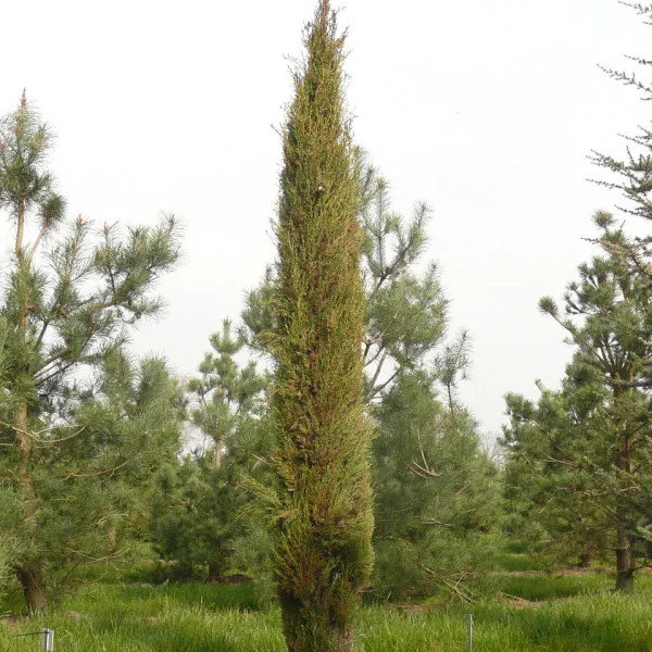 Cupressus sempervirens 'Stricta' – Italiaanse cypres (cv)