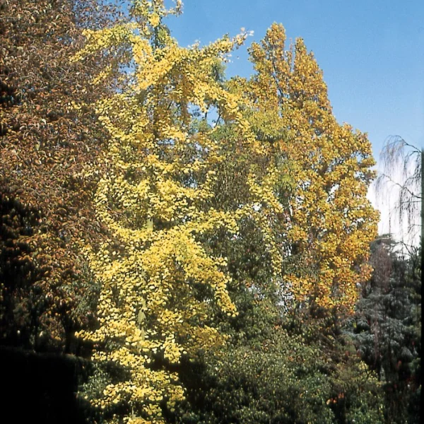 Ginkgo biloba 'Fairmount' – Japanse notenboom (cv)