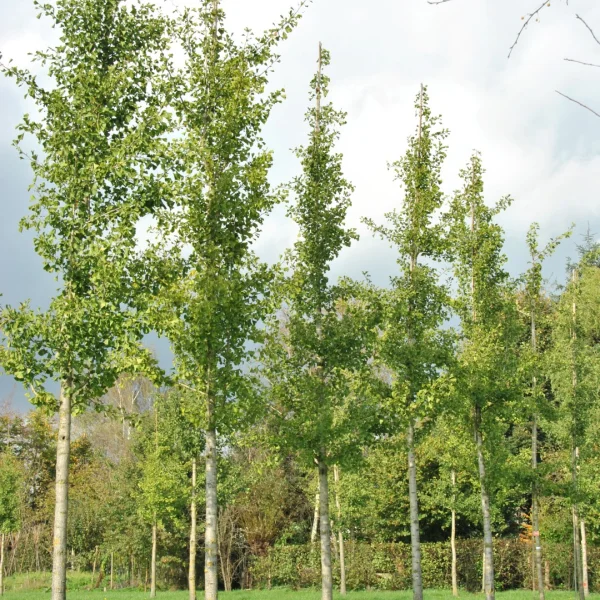 Ginkgo biloba 'Fastigiata' – Zuilvormige Japanse notenboom (cv)