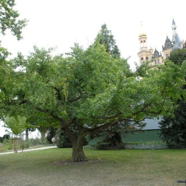 Ginkgo biloba 'Horizontalis' – Parasolvormige Japanse notenboom (cv)