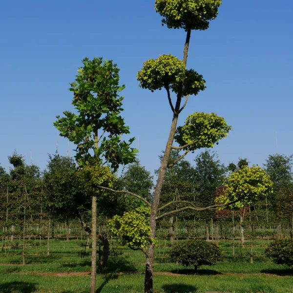 Ginkgo biloba 'Mariken'