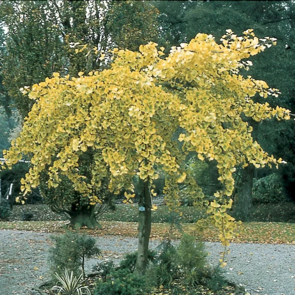 Ginkgo biloba 'Pendula' – Treurvormige Japanse notenboom (cv)