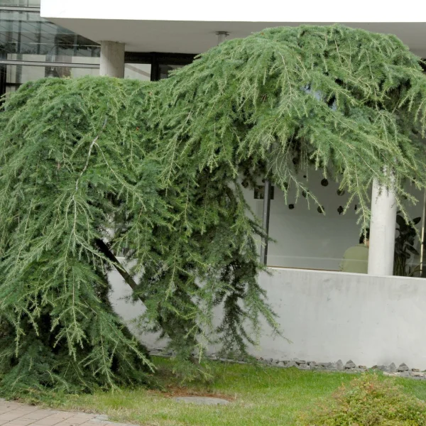Larix kaempferi 'Pendula' – Treurende Japanse lariks (cv)