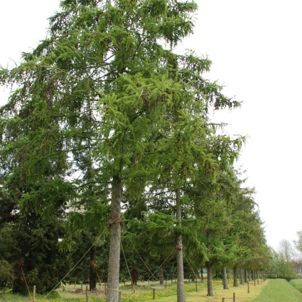 Larix marschlinsii