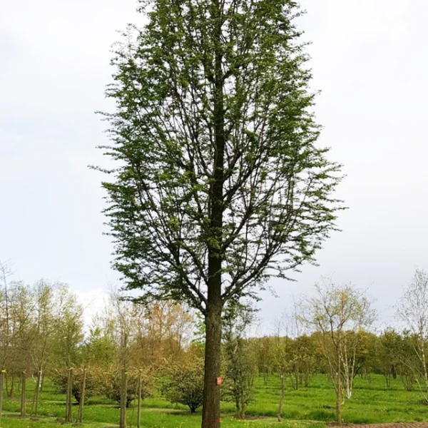 Metasequoia glyptostroboides 'Waasland' – Chinese moerascipres (cv)