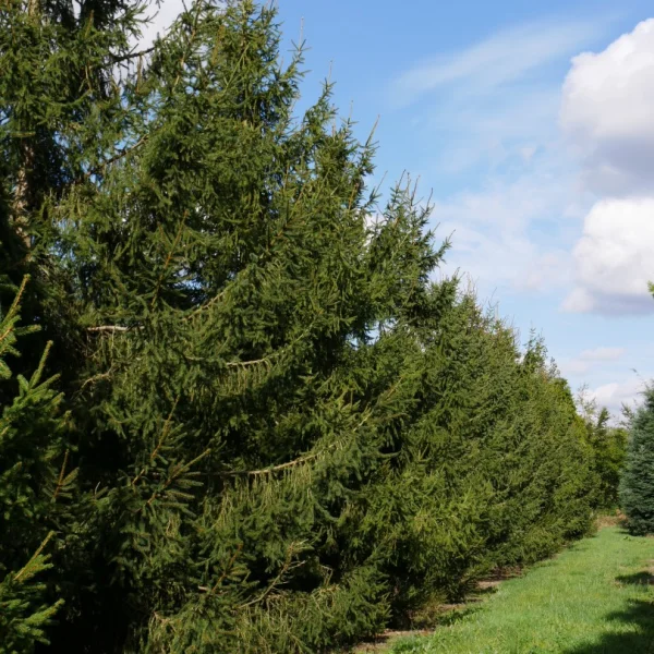 Picea abies – Fijnspar