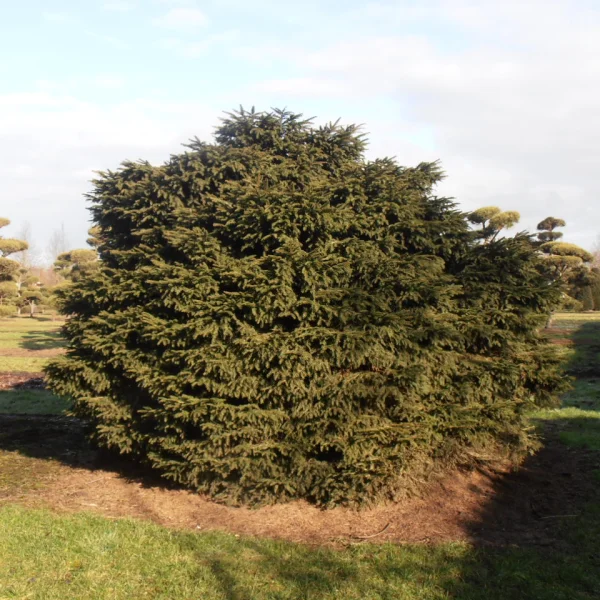 Picea abies 'Nidiformis'