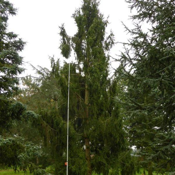 Picea abies 'Pendula'