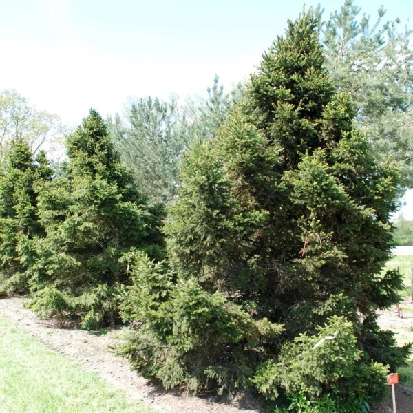 Picea abies 'Will's Zwerg' – Dwerg-fijnspar