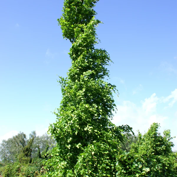 Fagus orientalis 'Iskander' – Oosterse beuk (cv)