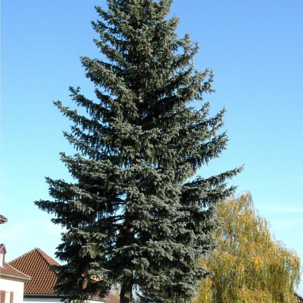 Picea pungens f. glauca – Blauwe spar
